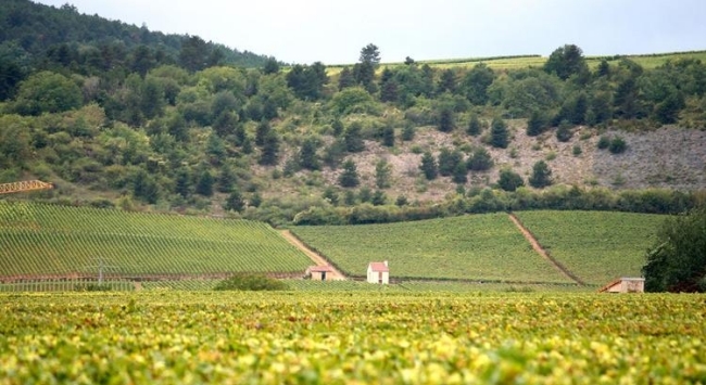 勃艮第產區 勃艮第產區