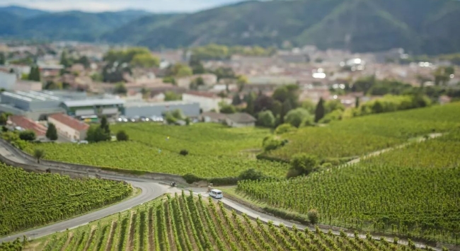 北羅納河谷特級產區葡萄園 北羅納河谷特級產區葡萄園