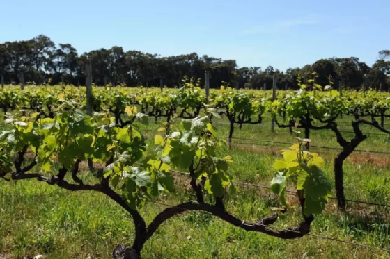 全球升溫，或將影響葡萄酒口感