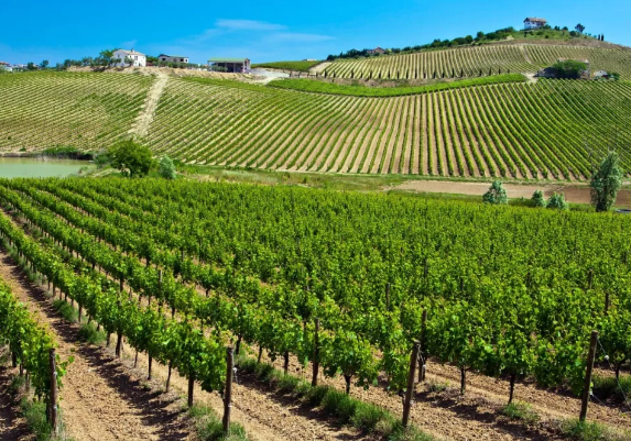 意大利葡萄酒產區(qū)