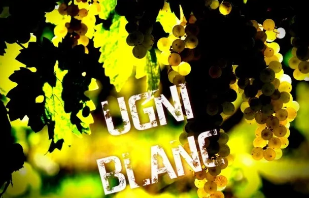 意大利葡萄酒產區(qū)