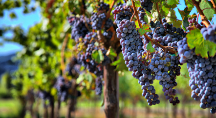 一年四季，葡萄藤在忙活什么？