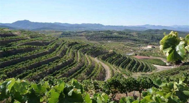 西班牙普里奧拉托產區(qū)